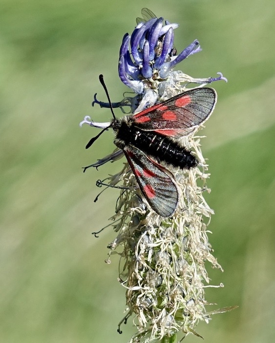 five-spot burnet